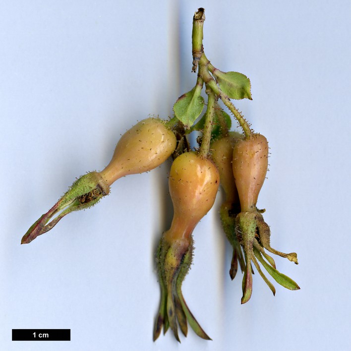 High resolution image: Family: Rosaceae - Genus: Rosa - Taxon: webbiana - SpeciesSub: var. microphylla